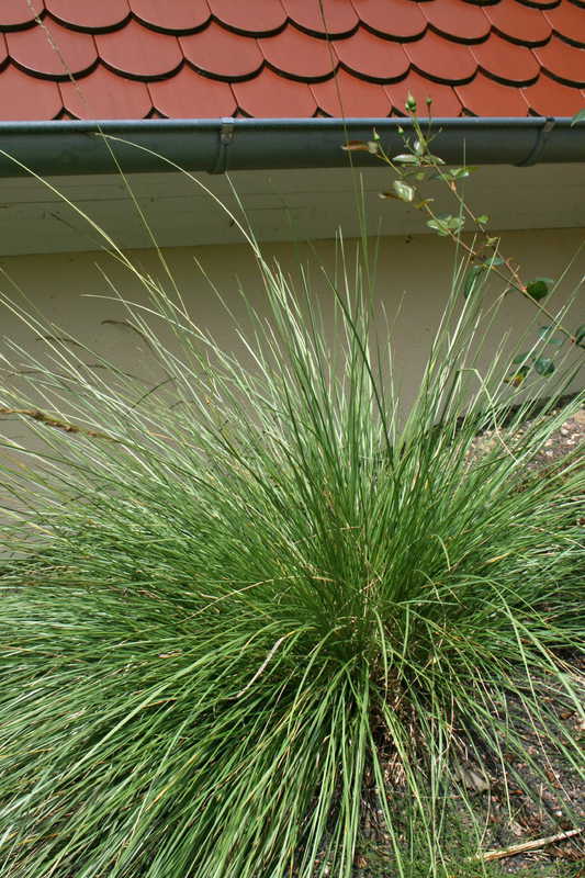 Festuca mairei