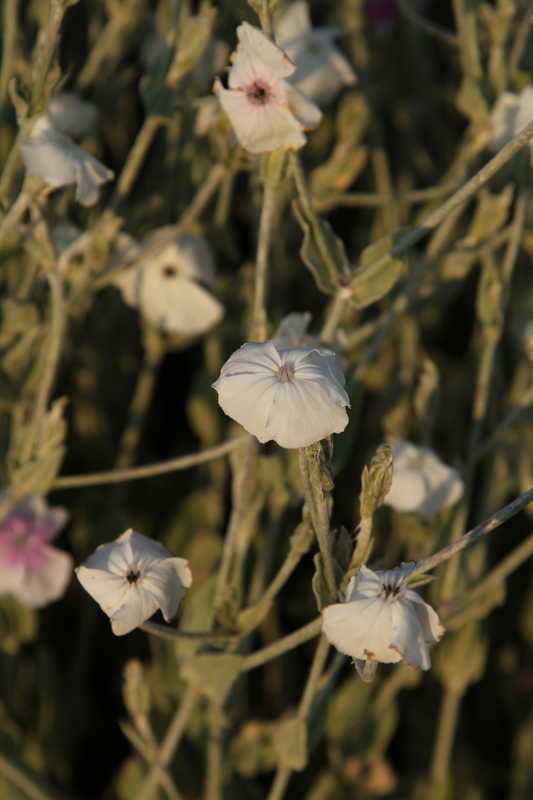Lychnis coronaria 'Alba'