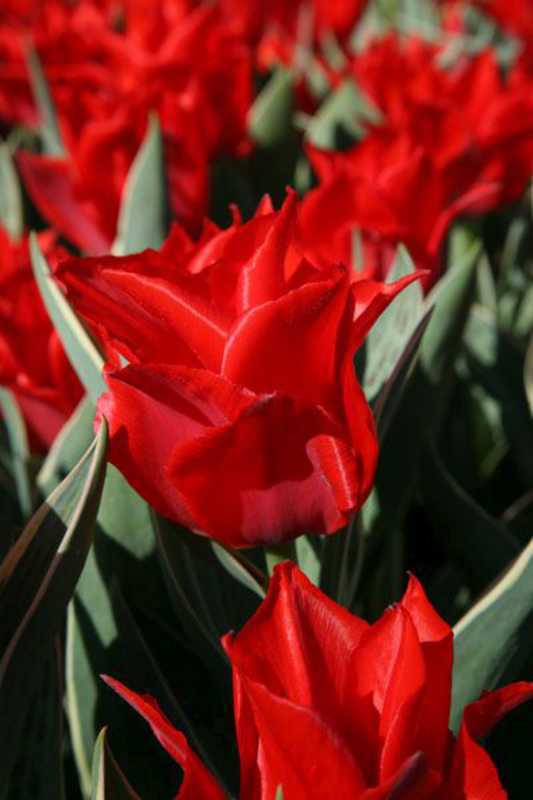 Tulipa praestans 'Füsilier'