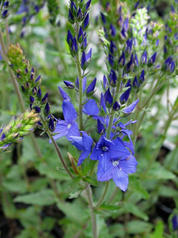 Veronica teucrium 'Knallblau'