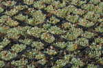 Achillea tomentosa  - Goldgelbe Teppichgarbe