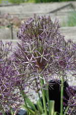 Allium christophii  - Sternkugel-Lauch