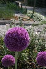 Allium giganteum  - Zierlauch