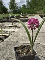 Allium oreophiolum  - Zierlauch