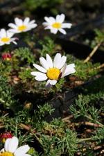 Anacyclus depressus Silberkissen - Ringblume