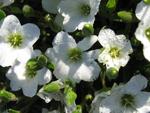 Arenaria montana  - Berg-Sandkraut