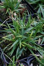Carex firma  - Polster-Segge
