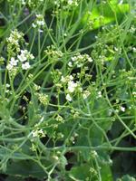 Crambe cordifolia  - Kaukasischer Blütenkohl