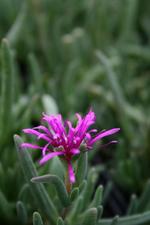 Delosperma cooperi  - Oranje-Stauden-Mittagsblume
