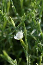 Dianthus deltoides Alba - Garten-Heide-Nelke