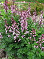 Dictamnus albus (fraxinella)  - Brennender Busch, Diptam