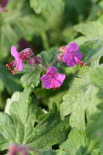 Geranium macrorrhizum Doppeldecker - Balkan-Storchschnabel
