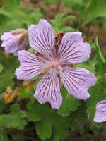 Geranium renardii Tschelda - Kaukasus-Storchschnabel