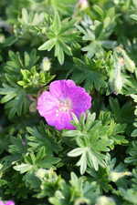 Geranium sanguineum Nanum - Blutroter Storchschnabel