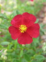 Helianthemum x-cult. Red-Orient - Garten-Sonnenröschen