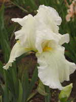 Iris x-barb.-elatior Cliffs-of-Dover - Hohe Garten-Schwertlilie