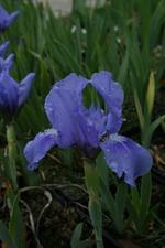 Iris x-barbata-nana Pepita - Hohe Garten-Schwertlilie