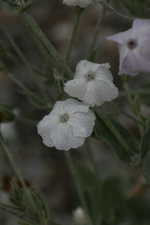 lyccal-3