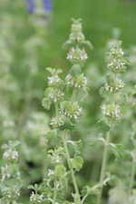 Marrubium vulgare  - Gewöhnlicher Andorn