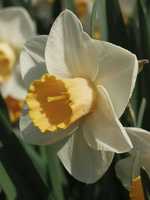Narcissus  Salome - Narzisse