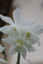 Narzissus  Thalia - Narzissen
