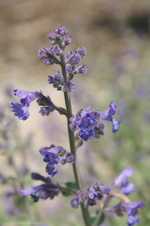Nepeta x-faassenii Kit-Kat - Katzenminze