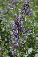 Nepeta x-grandiflorum Pool-Bank - Katzenminze