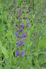 Salvia pratensis  - Wiesen-Salbei