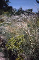 Stipa barbata  - Südliches Reiher-Federgras