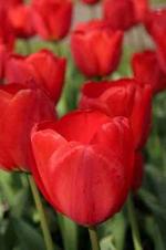 Tulipa  Apeldoorn - Tulpen