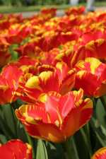 Tulipa  Banja-Luka - Tulpen
