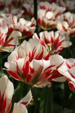 Tulipa  Flaming-Springgreen - Tulpen