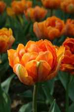 Tulipa  Orange-Princess - Tulpen