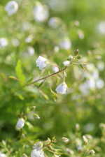 Veronica teucrium Jaquelin - Garten-Ehrenpreis